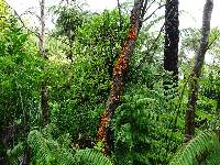 Favolaschia calocera image