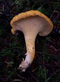 Cantharellus formosus image