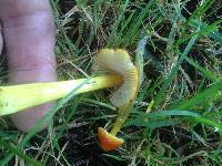 Hygrocybe coccinea image