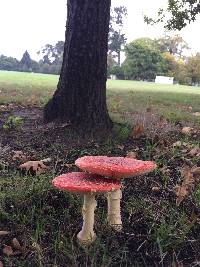 Amanita muscaria image