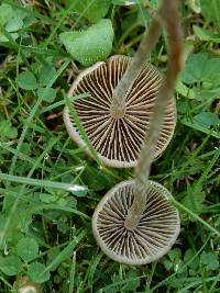 Psilocybe semilanceata image