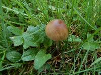 Psilocybe semilanceata image