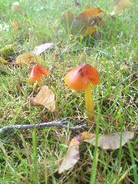 Hygrocybe coccinea image