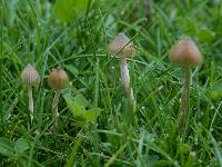 Psilocybe semilanceata image