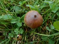 Psilocybe semilanceata image