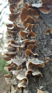 Trametes versicolor image