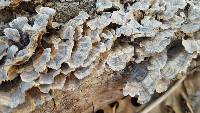 Trametes versicolor image