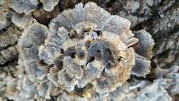 Trametes versicolor image