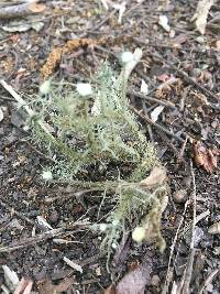 Usnea strigosa image