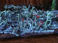 Cladonia cristatella image