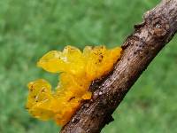 Tremella mesenterica image