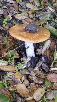 Amanita velosa image