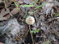 Pluteus petasatus image