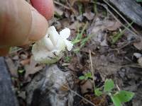 Pluteus petasatus image