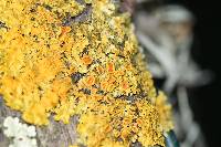 Xanthoria parietina var. parietina image