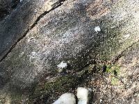 Schizophyllum commune image