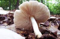 Pluteus cervinus image