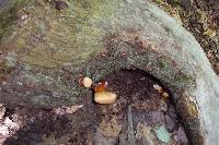 Ganoderma tsugae image