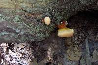 Ganoderma tsugae image