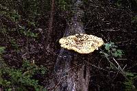 Polyporus squamosus image