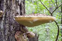 Polyporus squamosus image