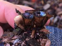 Cyathus olla image