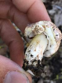 Agaricus xanthodermus image