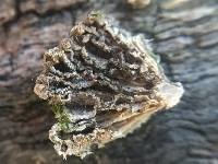 Schizophyllum commune image