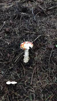 Amanita muscaria image