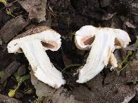 Agaricus xanthodermus image