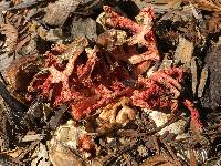 Clathrus ruber image