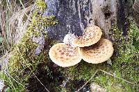 Polyporus squamosus image