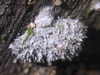 Schizophyllum commune image