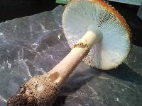 Amanita persicina image