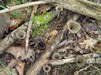 Craterellus fallax image