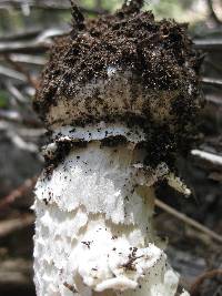 Amanita aprica image