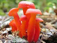 Hygrocybe miniata image