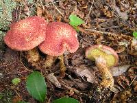 Suillus pictus image