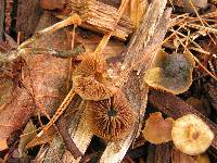 Psilocybe caerulipes image