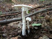 Amanita bisporigera image