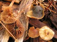 Psilocybe caerulipes image