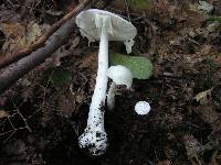 Amanita bisporigera image