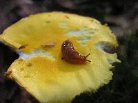 Amanita flavoconia image