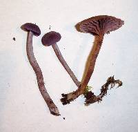 Laccaria amethystina image