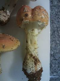 Amanita persicina image