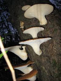 Polyporus squamosus image