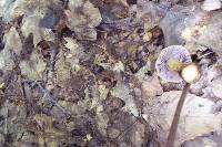 Cortinarius corrugatus image