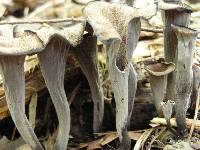 Craterellus fallax image