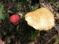 Suillus pictus image