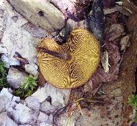 Galerina marginata image